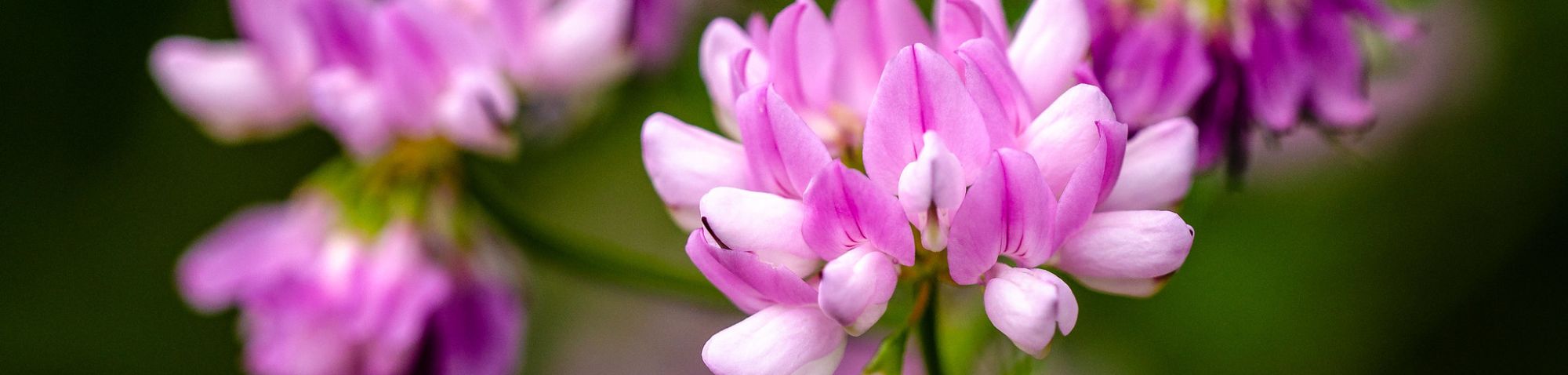 Bunte Kronwicke (Securigera varia), (c) Wolfgang Piepers/NABU-naturgucker.de