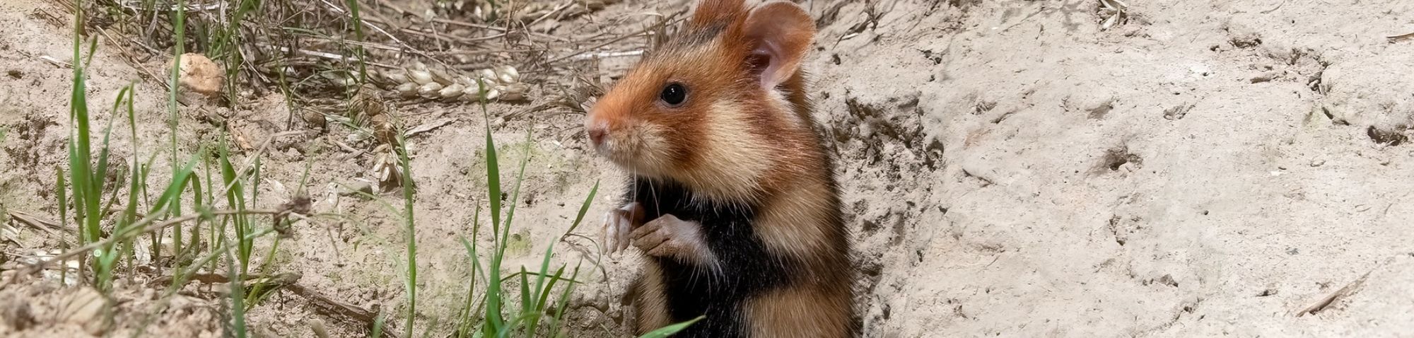 Feldhamster (Cricetus cricetus), (c) Susanne Großnick/NABU-naturgucker.de