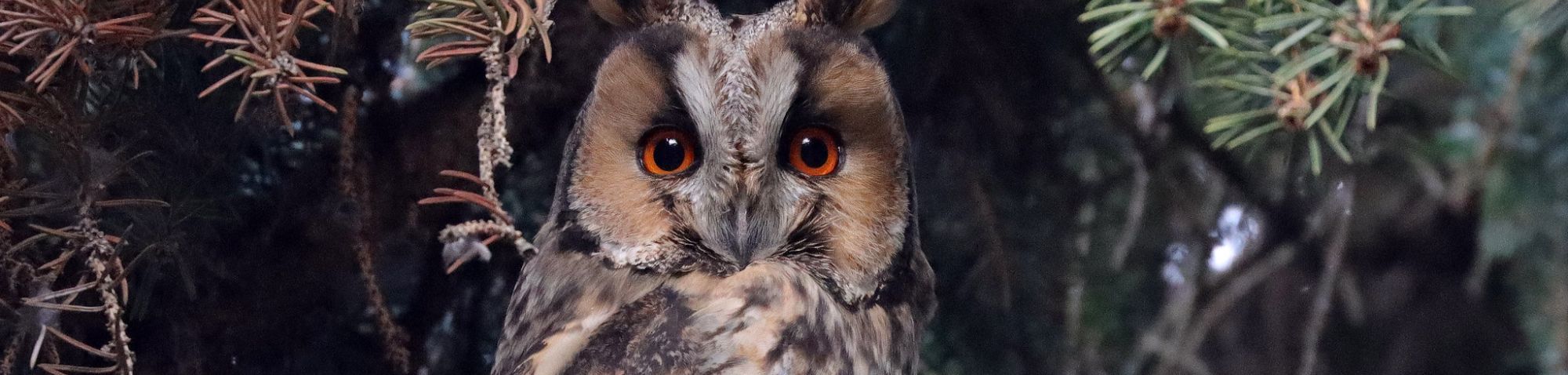 Waldohreule (Asio otus), (c) Jens Winter/NABU-naturgucker.de