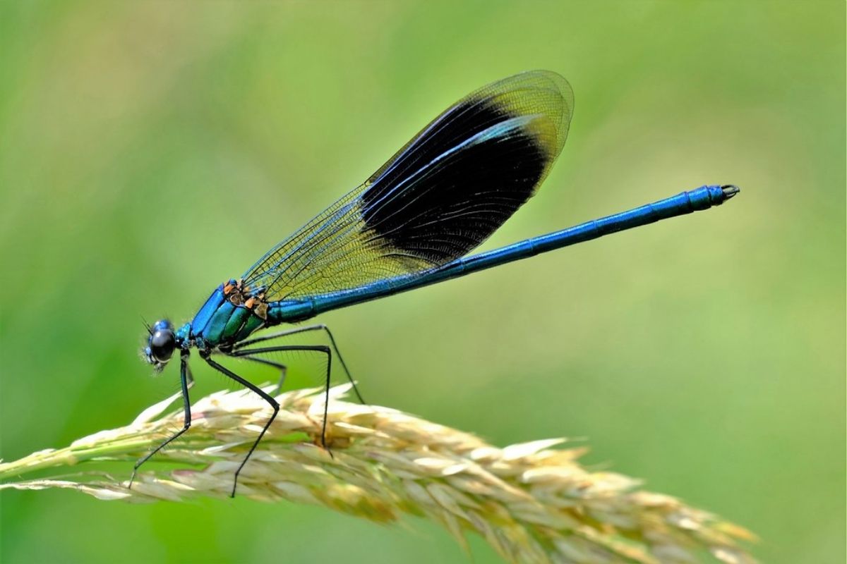 Gebänderte Prachtlibelle (Calopteryx splendens), (c) Margit Springer/NABU-naturgucker.de