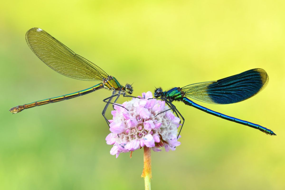 Gebänderte Prachtlibelle (Calopteryx splendens), (c) Sven Damerow/NABU-naturgucker.de