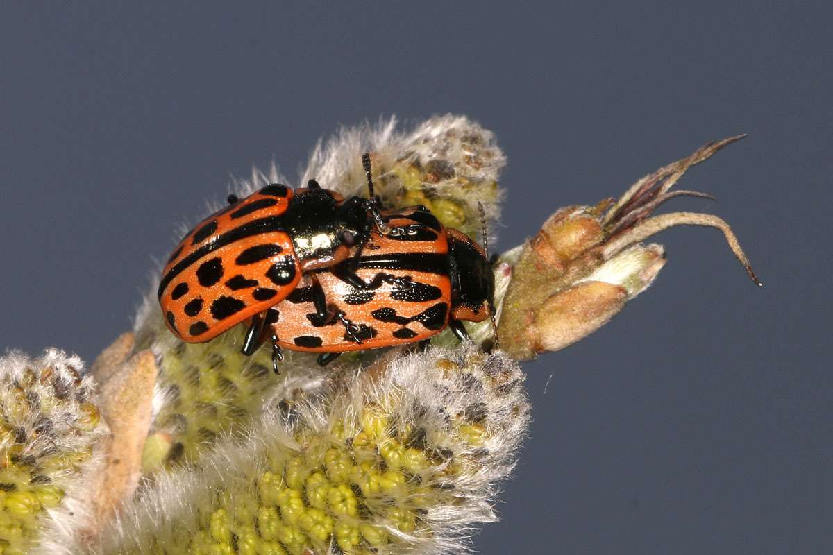 Gefleckter Weiden-Blattkäfer (Chrysomela vigintipunctata), (c) Volkmar Nix/NABU-naturgucker.de