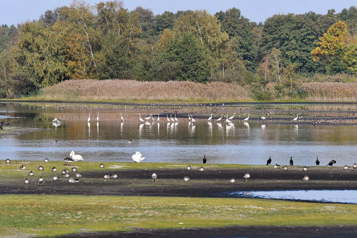 Die Meißendorfer Teiche sind ein Vogelparadies in Niedersachsen, (c) Rolf Jantz/NABU-naturgucker.de