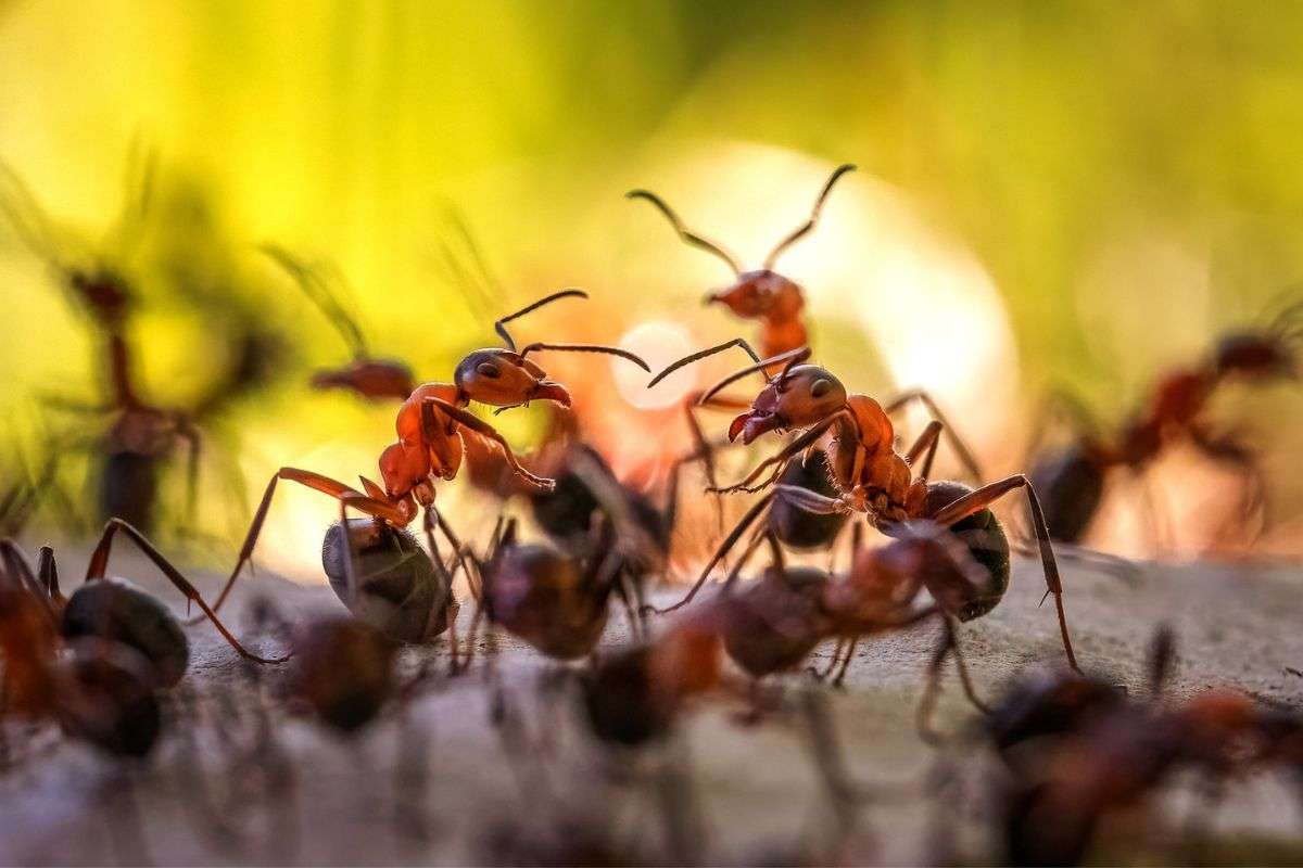 Rote Waldameisen (Formica rufa), (c) Susanne Großnick/NABU-naturgucker.de