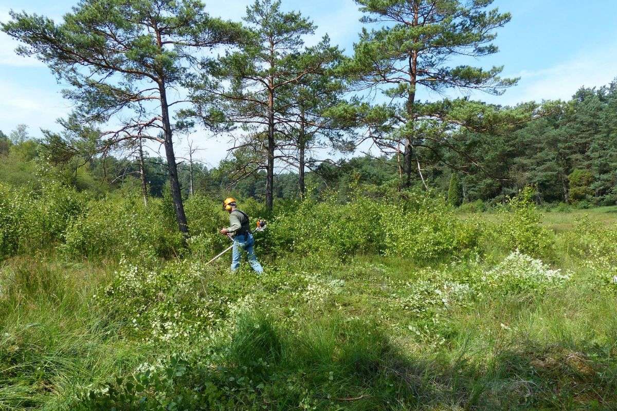 Naturschutz mit der Motorsense – BUND-Einsatz im Ellerndorfer Moor, (c) Maike Sprengel-Krause/NABU-naturgucker.de