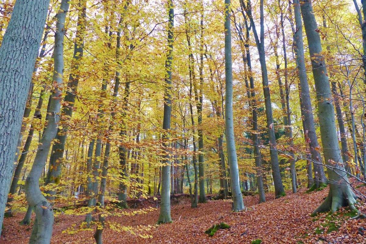 Herbstlicher Buchenwald in der Göhrde, (c) Irene Freese/NABU-naturgucker.de