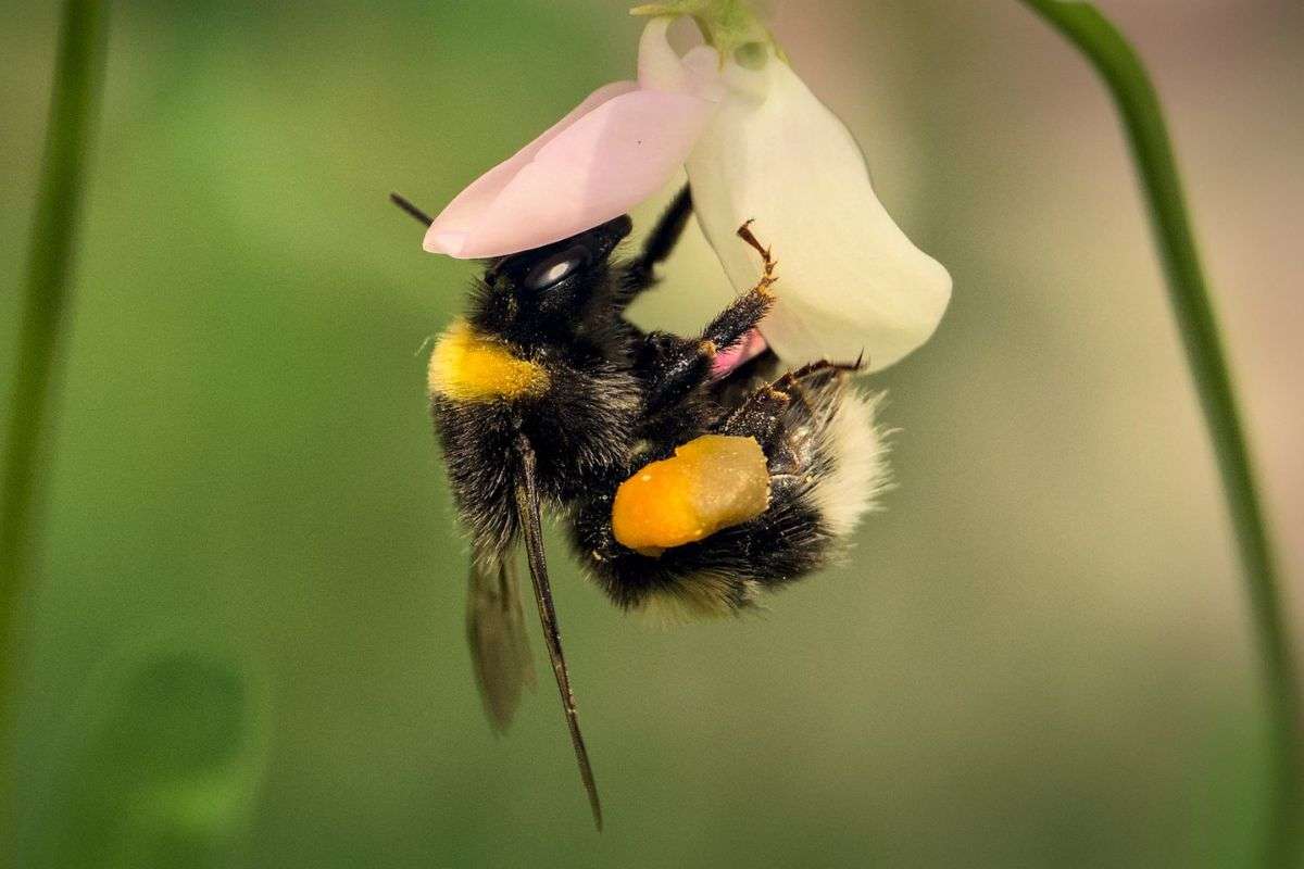 Dunkle/Helle Erdhummel (Bombus terrestris/lucorum), (c) Ulrich vor dem Esche/NABU-naturgucker.de