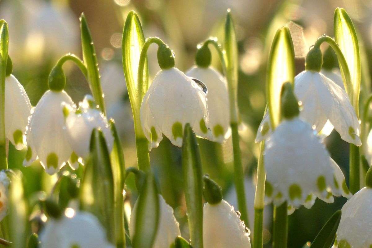 Märzenbecher (Leucojum vernum), (c) Armin Dreisbach/NABU-naturgucker.de