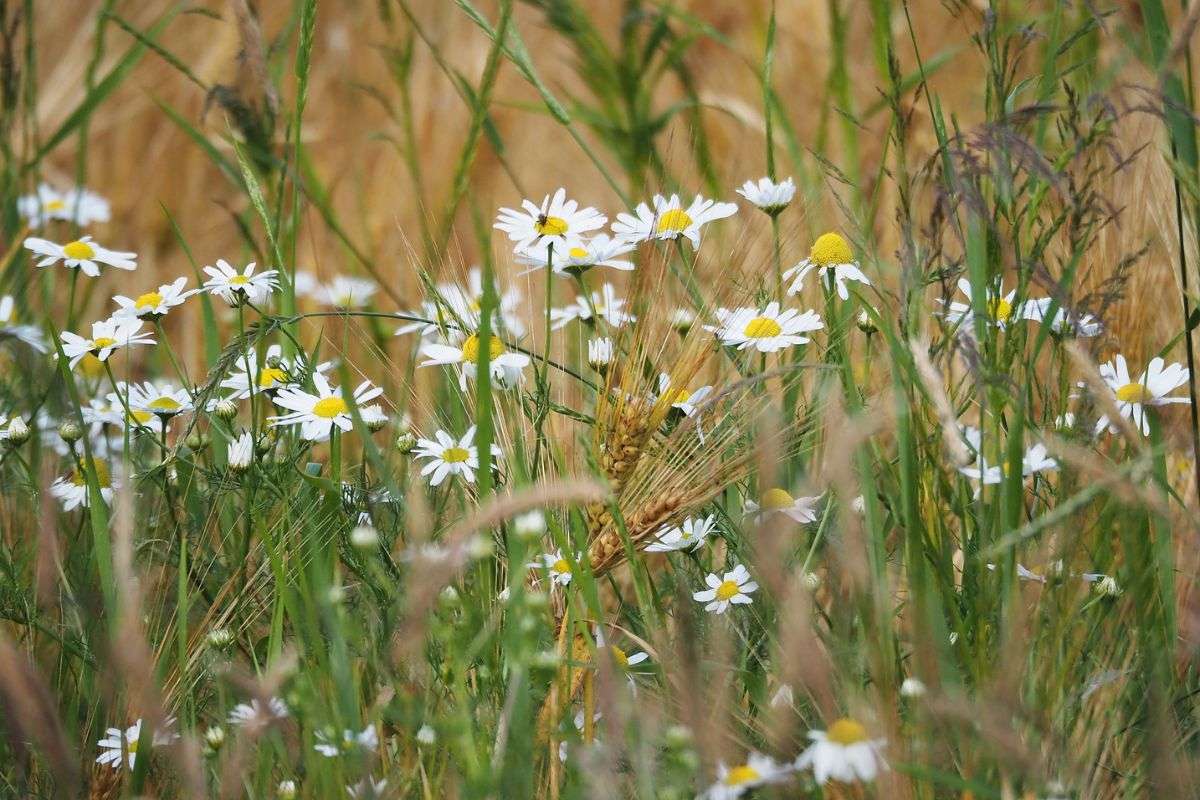 Blühender Feldrand am Pietzmoor, (c) Angelika Körber/NABU-naturgucker.de