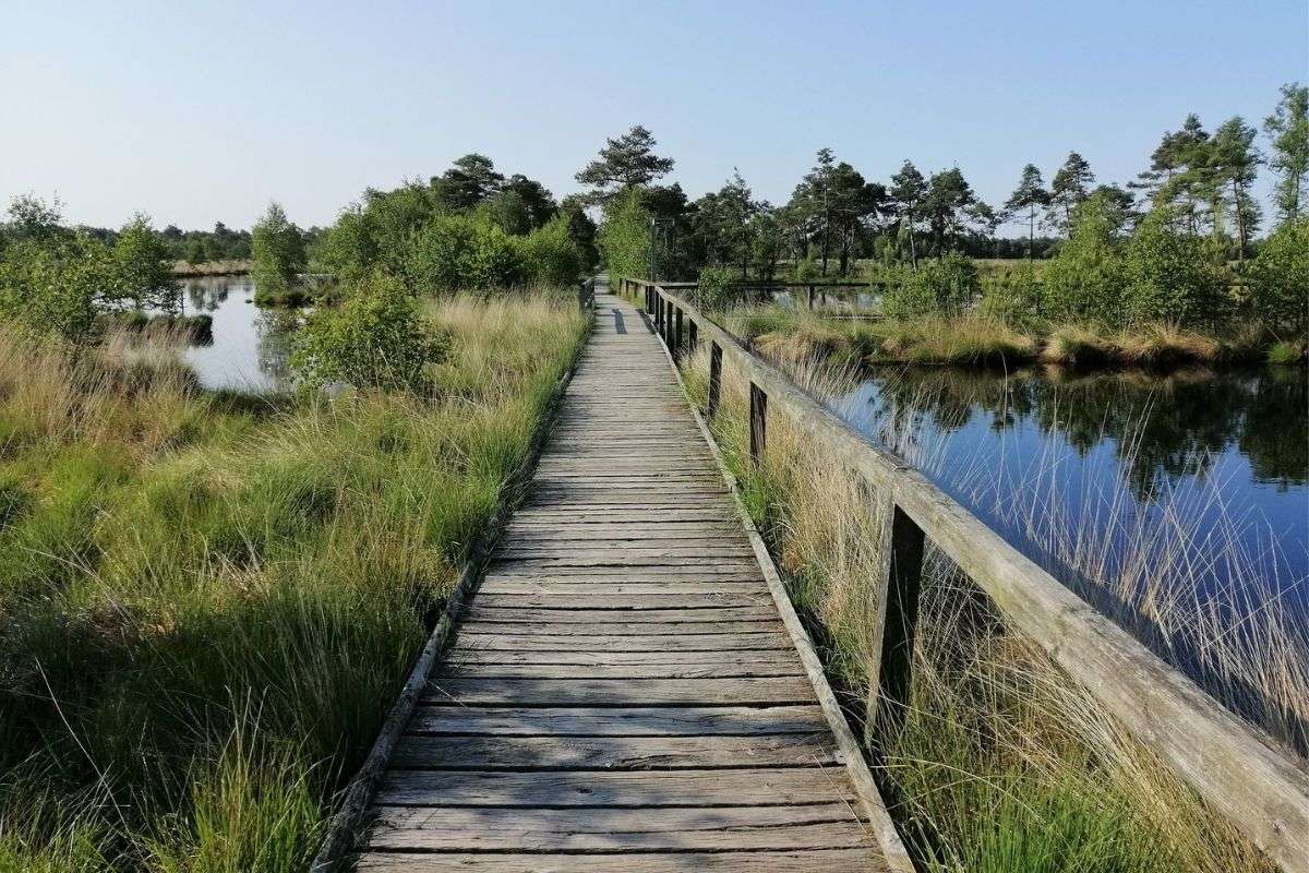 Bohlenweg durch das Pietzmoor, (c) Rolf Jantz/NABU-naturgucker.de