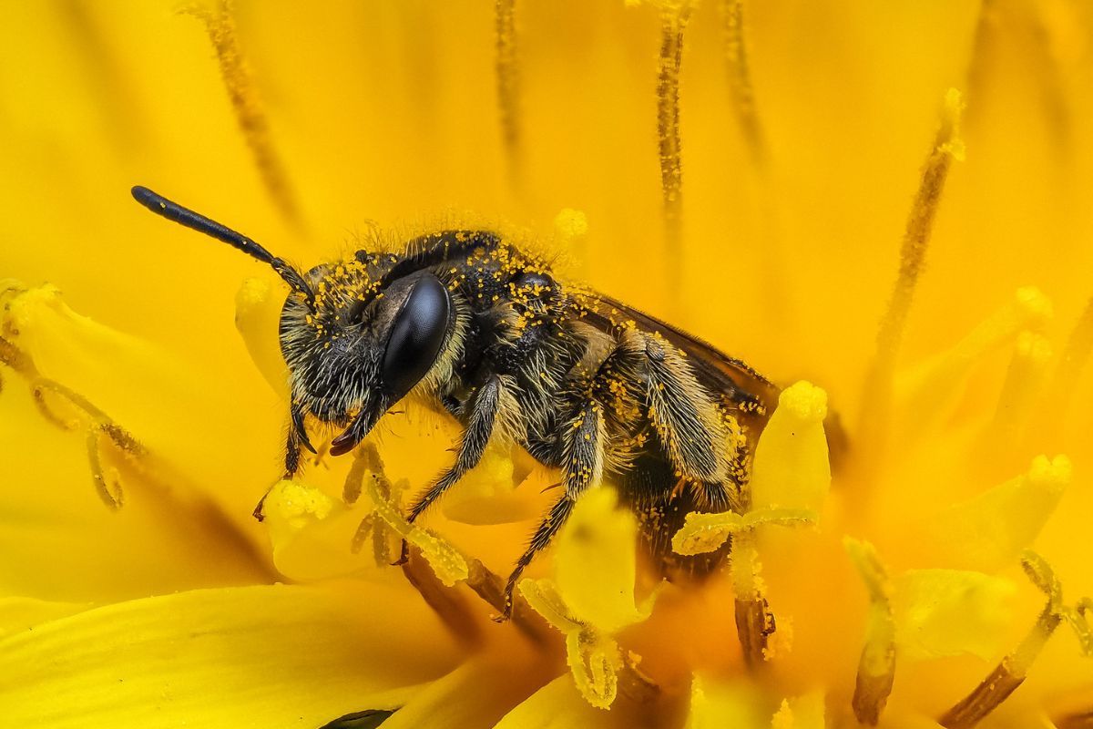Sandbiene (Andrena sp.), (c) Istvan und Sabine Palfi/NABU-naturgucker.de