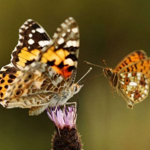 Zwei Arten an einer Blüte, (c) Helene Germer/NABU-naturgucker.de