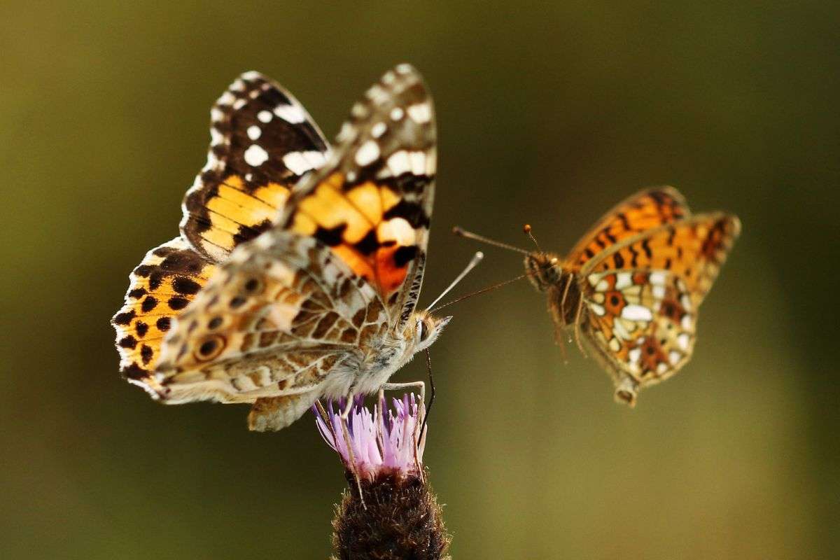 Zwei Arten an einer Blüte, (c) Helene Germer/NABU-naturgucker.de