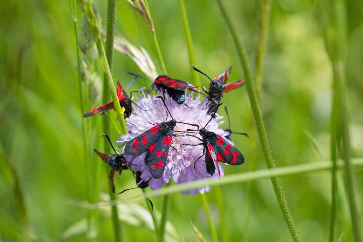 Sechsfleck-Widderchen (Zygaena filipendulae) an derselben Blüte, (c) Frank Hanke/NABU-naturgucker.de