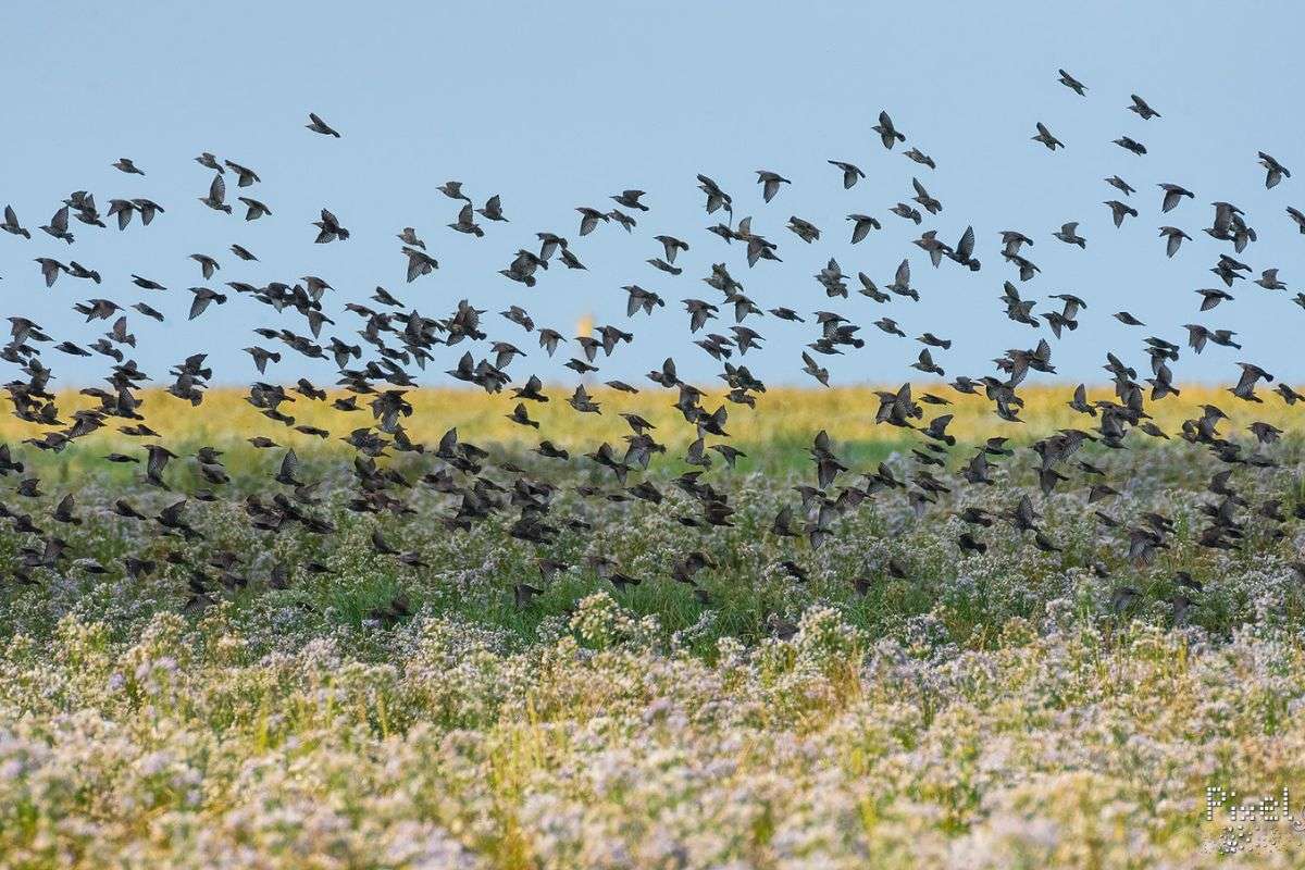 Ein Schwarm Stare (Sturnus vulgaris) fliegt auf, (c) Patrick Helpap/NABU-naturgucker.de