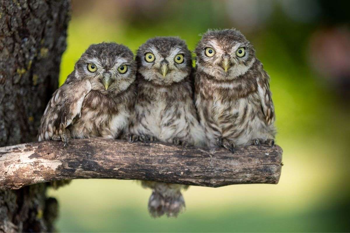 Steinkäuze (Athene noctua), (c) Winfried Rusch/NABU-naturgucker.de