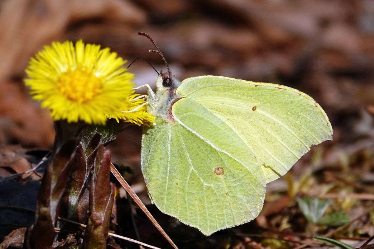 Zitronenfalter (Gonepteryx rhamni) an Huflattich (Tussilago farfara), (c) Jens Winter/NABU-naturgucker.de