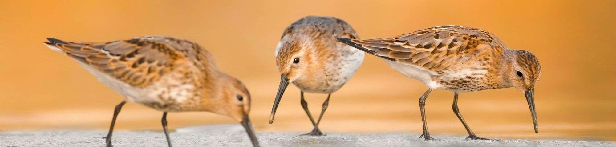 Alpenstrandläufer (Calidris alpina) an einer Kiesgrube, (c) Lina Grüppe/NABU-naturgucker.de