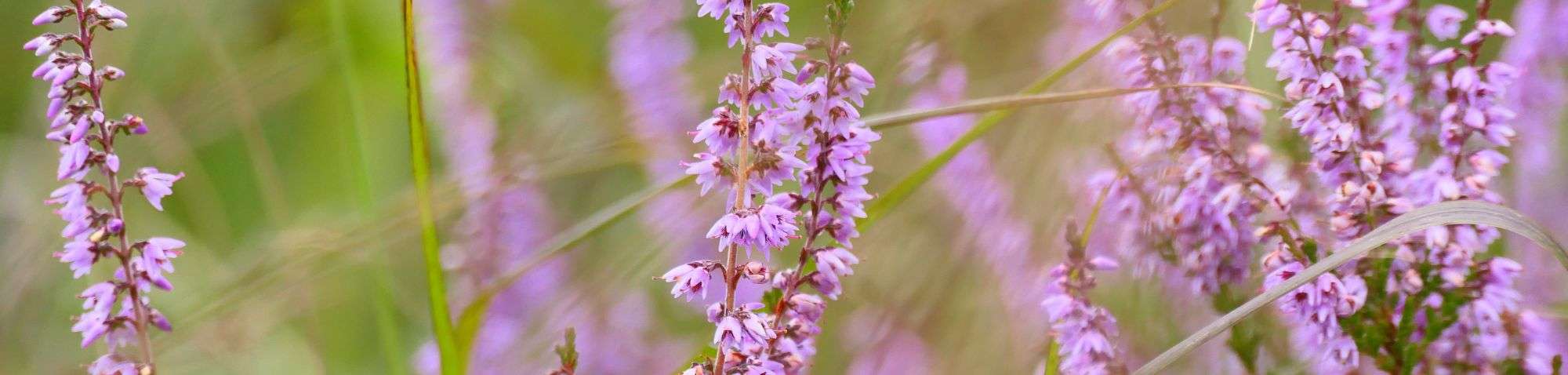 Besenheide (Calluna vulgaris), (c) Louisa Preuß/NABU-naturgucker.de