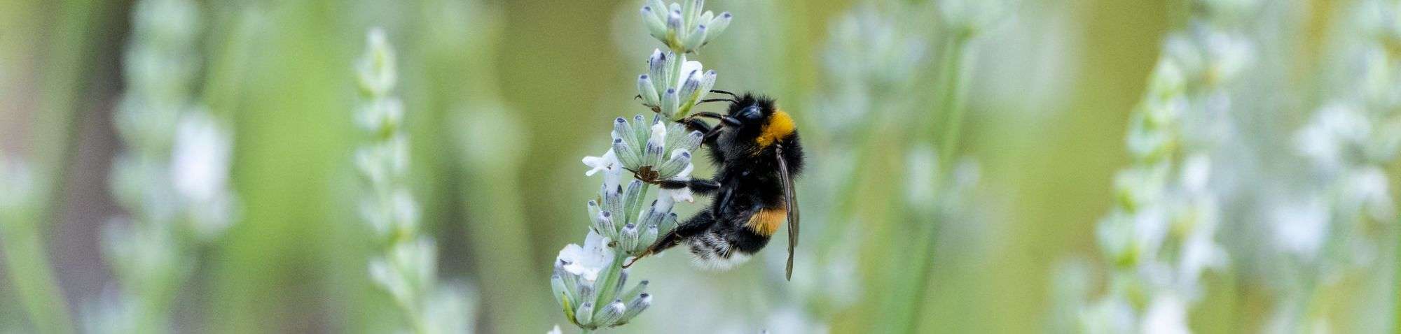 Erdhummel (Bombus terrestris/lucorum), (c) Ulrike Tyroff/NABU-naturgucker.de