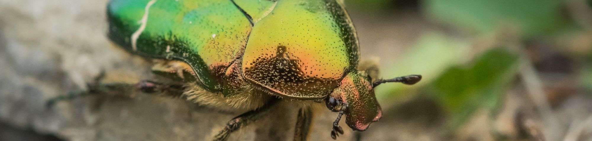 Gemeiner Rosenkäfer (Cetonia aurata), (c) Udo Krupka/NABU-naturgucker.de