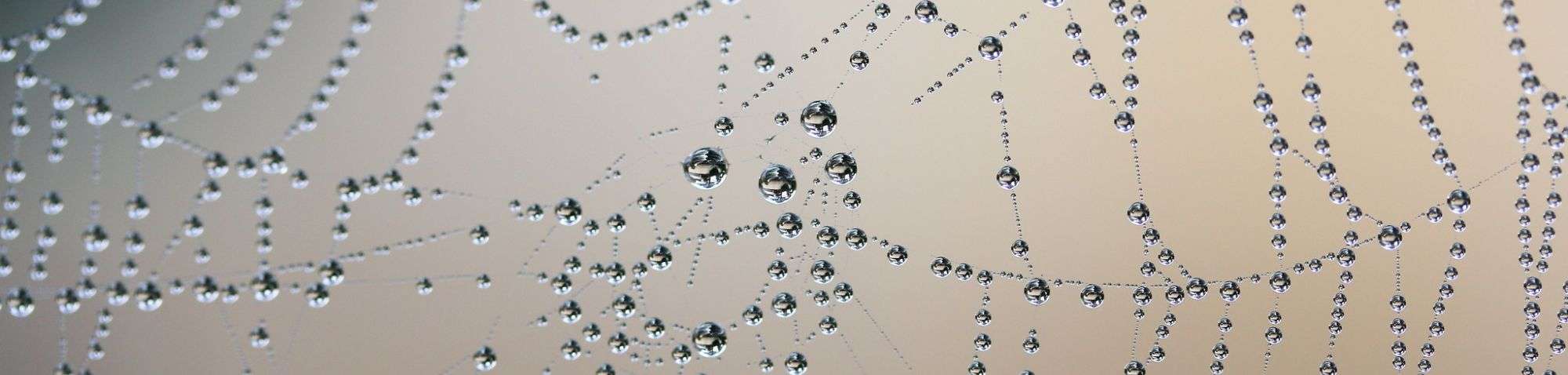 Wassertropfen durch Spinnenseide vernetzt, (c) Felix Engelbrecht/NABU-naturgucker.de