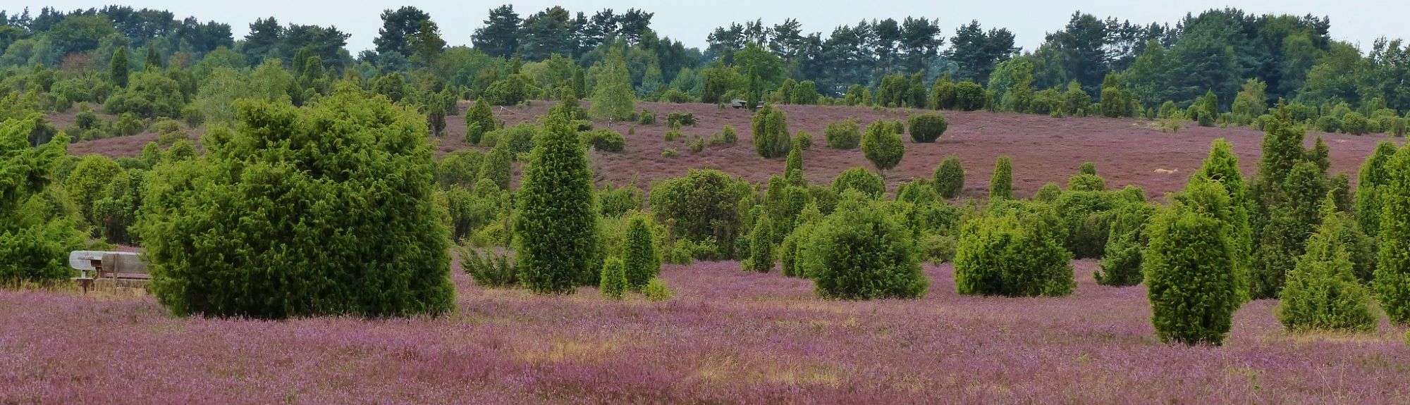 In der Ellerndorfer Wacholderheide, (c) Irene Freese/NABU-naturgucker.de