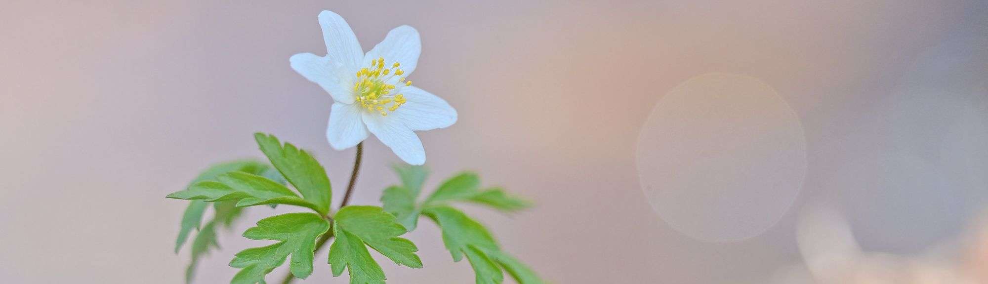 Busch-Windröschen (Anemone nemorosa), (c) Martina Limprecht/NABU-naturgucker.de