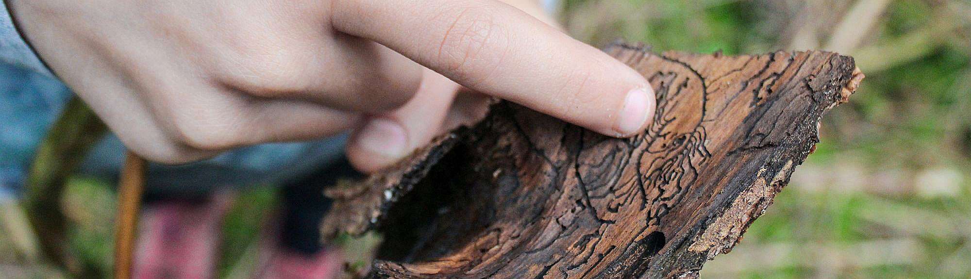 Gemeinsam der Natur auf der Spur, (c) Jenny/Pixabay