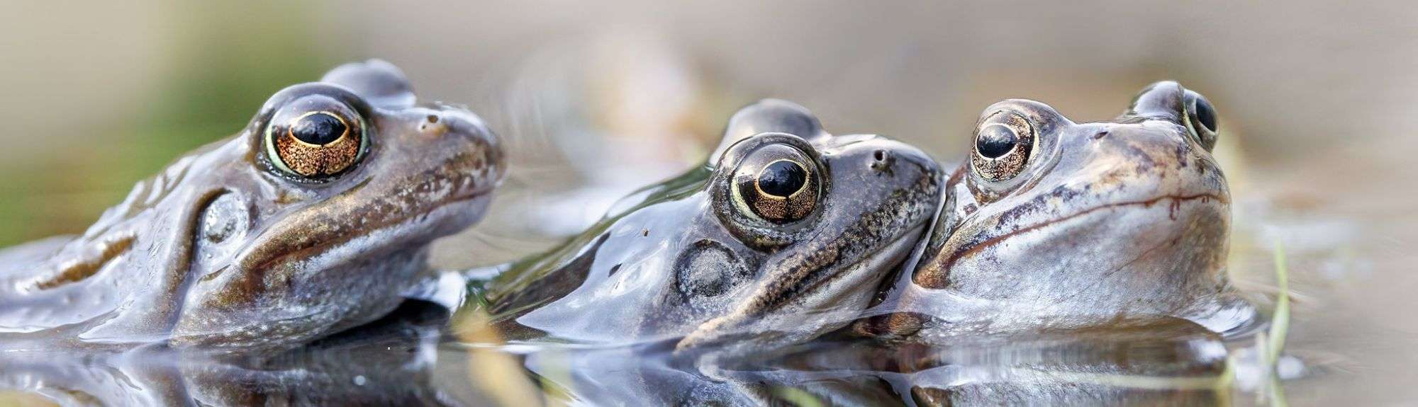 Grasfrösche (Rana temporaria), (c) Regine Schadach/NABU-naturgucker.de