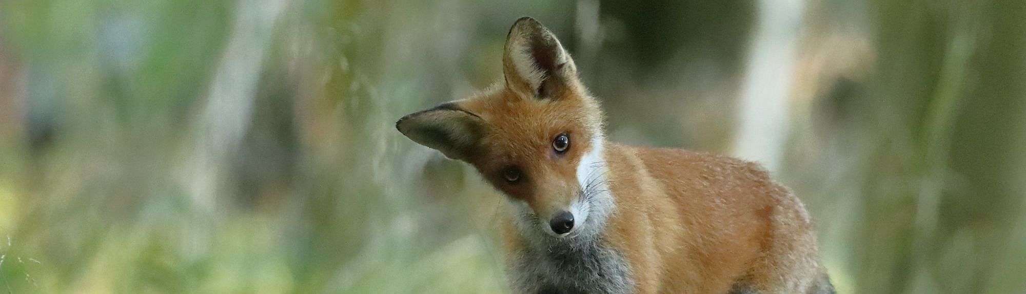 Rotfuchs (Vulpes vulpes), (c) Siegfried Westphal/NABU-naturgucker.de