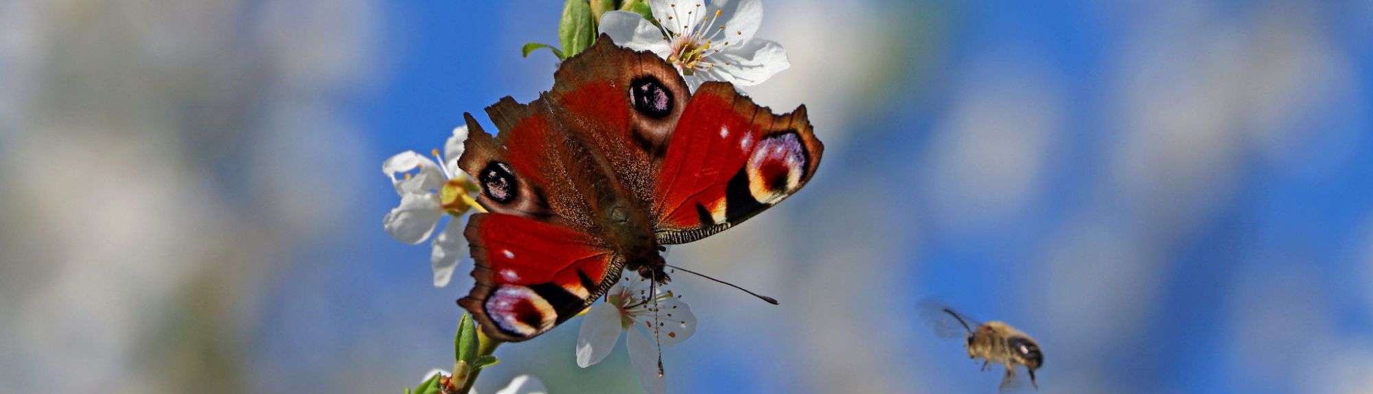 Tagpfauenauge (Aglais Io) im Frühling, (c) Jürgen Podgorski/NABU-naturgucker.de