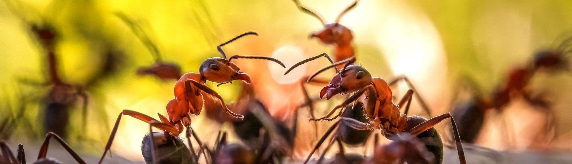Rote Waldameisen (Formica rufa) tauschen sich aus, (c) Susanne Großnick/NABU-naturgucker.de
