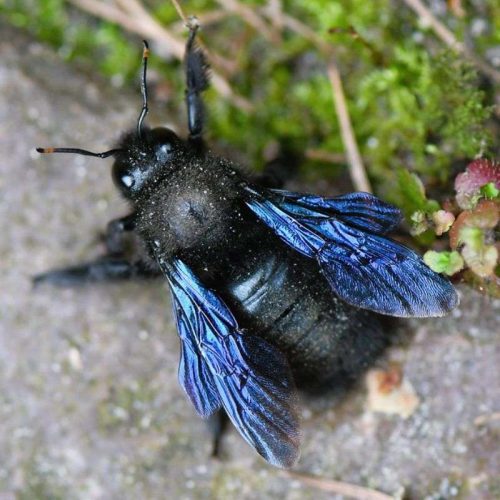 Blaue Holzbiene (Xylocopa violacea), (c) Rolf Jantz/NABU-naturgucker.de