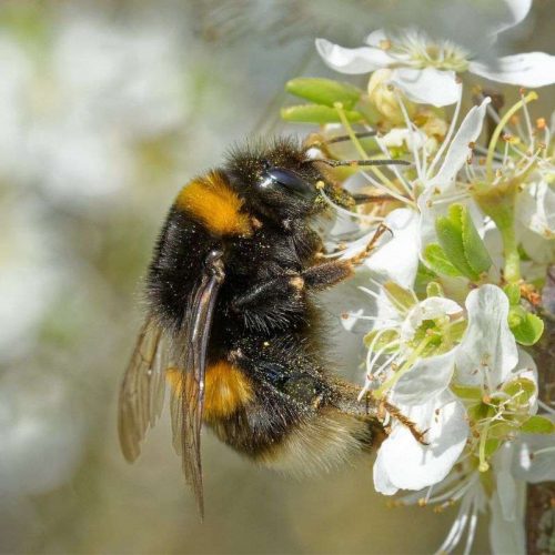Dunkle/Helle Erdhummel (Bombus terrestris/lucorum), (c) Ruth und Markus Peter-Rink/NABU-naturgucker.de
