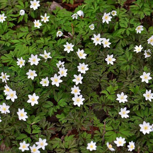 Busch-Windr&ouml;schen (Anemone nemorosa), (c) Josef Alexander Wirth/NABU-naturgucker.de