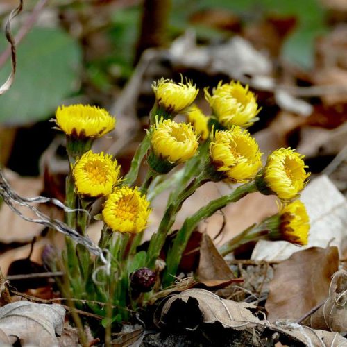 Huflattich (Tussilago farfara), (c) Birgit Kurth/NABU-naturgucker.de