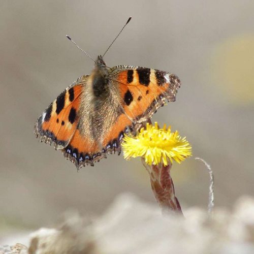 Kleiner Fuchs (Aglais urticae) an Huflattich (Tussilago farfara), (c) Alexander G&ouml;decke/NABU-naturgucker.de