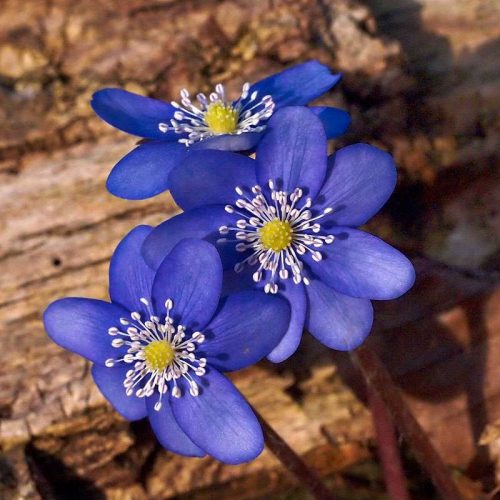 Violett bl&uuml;hendes Leberbl&uuml;mchen (Hepatica nobilis), (c) Michael Benteler/NABU-naturgucker.de