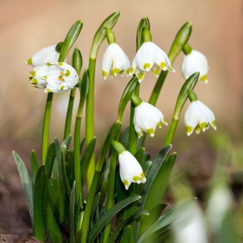M&auml;rzenbecher (Leucojum vernum), (c) Franz Rothenh&auml;usler/NABU-naturgucker.de