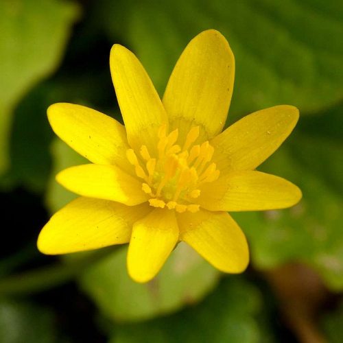 Scharbockskraut (Ranunculus ficaria), (c) Birgit Emig/NABU-naturgucker.de