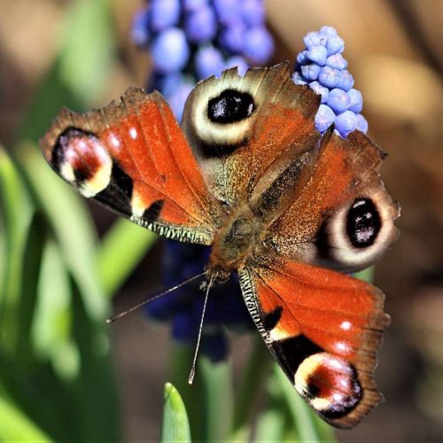 Tagpfauenauge (Aglais io), (c) Reinhard Naumann/NABU-naturgucker.de