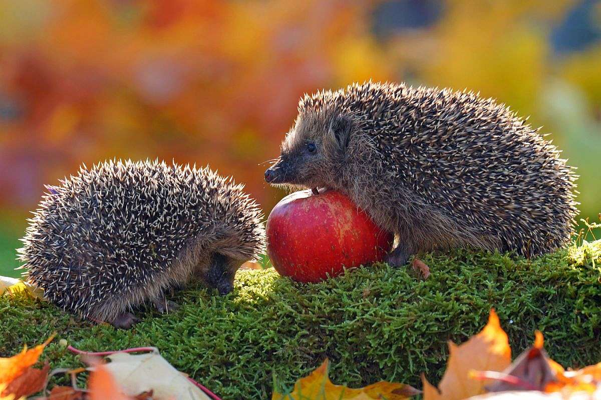 Zwei Igel (Erinaceus europaeus) mit einer Stärkung, (c) Lutz Klapp/NABU-naturgucker.de