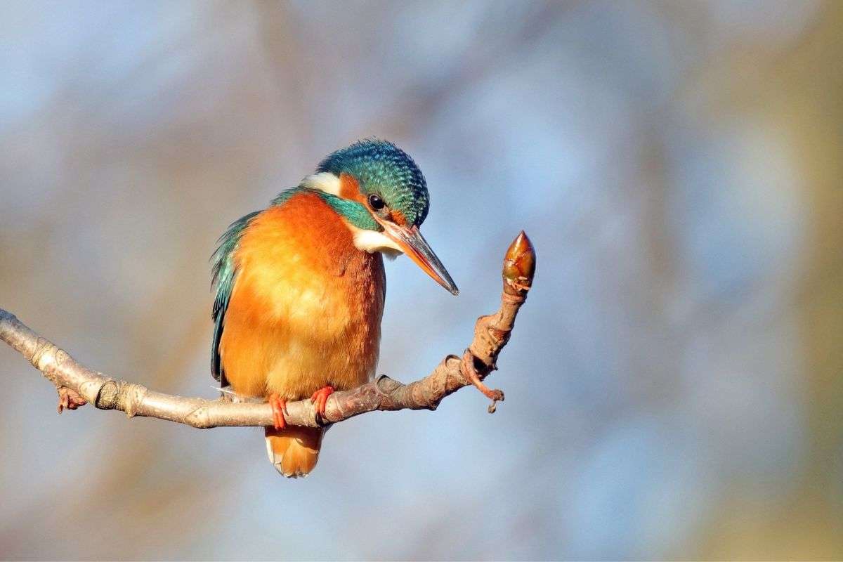 Eisvogel (Alcedo atthis), (c) Jens Winter/NABU-naturgucker.de
