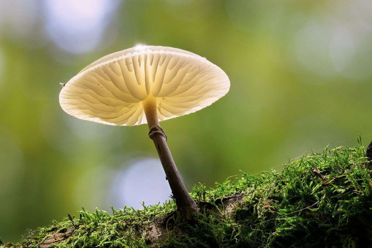 Buchen-Schleimrübling (Oudemansiella mucida), (c) Thomas Arnold/NABU-naturgucker.de
