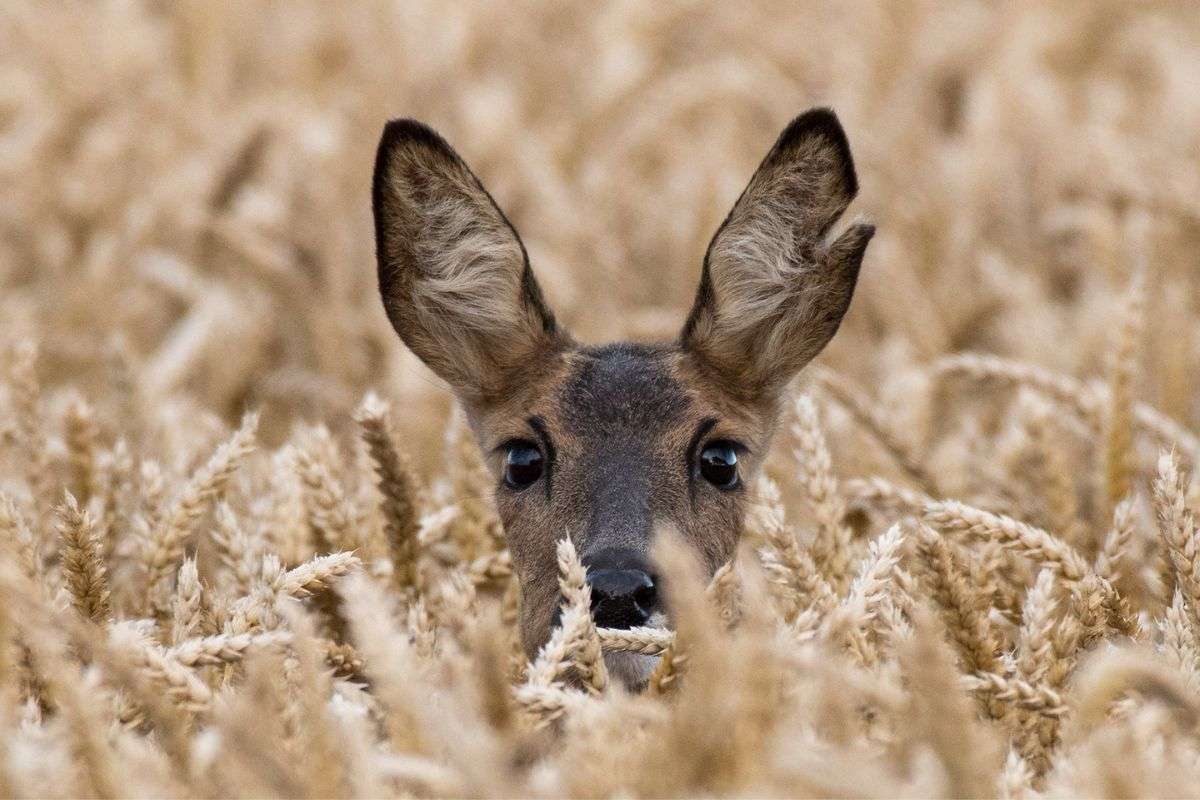 Reh (Capreolus capreolus) hält Ausschau, (c) Matthias Müller/NABU-naturgucker.de