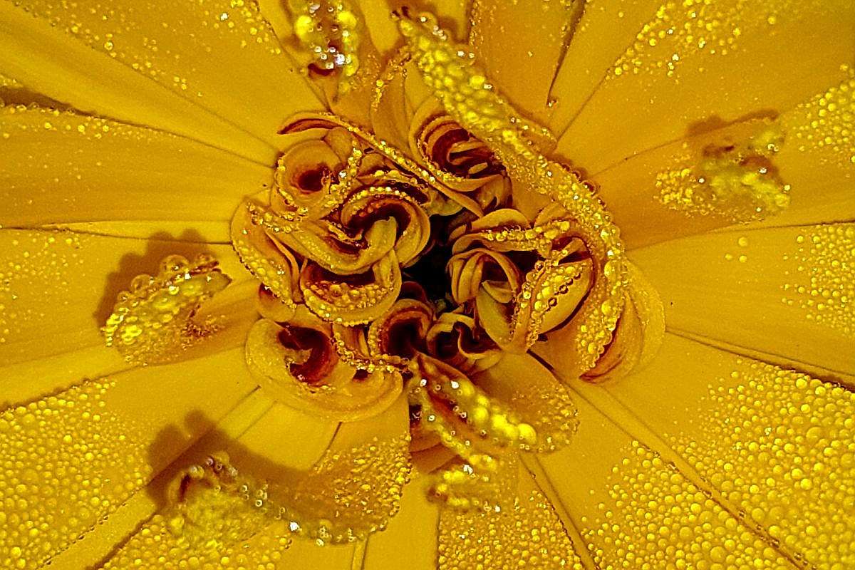 Ringelblumenblüte (Calendula officinalis), (c) Cora Aderhold/NABU-naturgucker.de