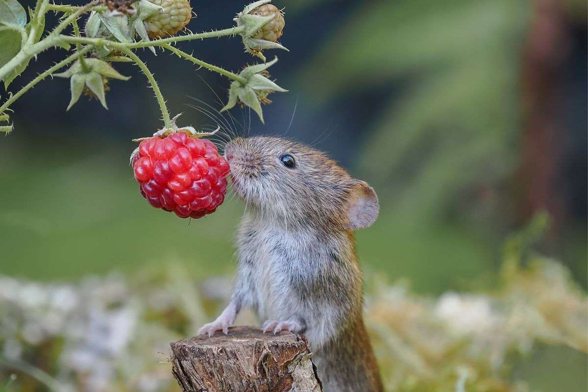 Rötelmaus (Myodes glareolus) an Brombeere (Rubus fruticosus), (c) Sonja Hahn/NABU-naturgucker.de