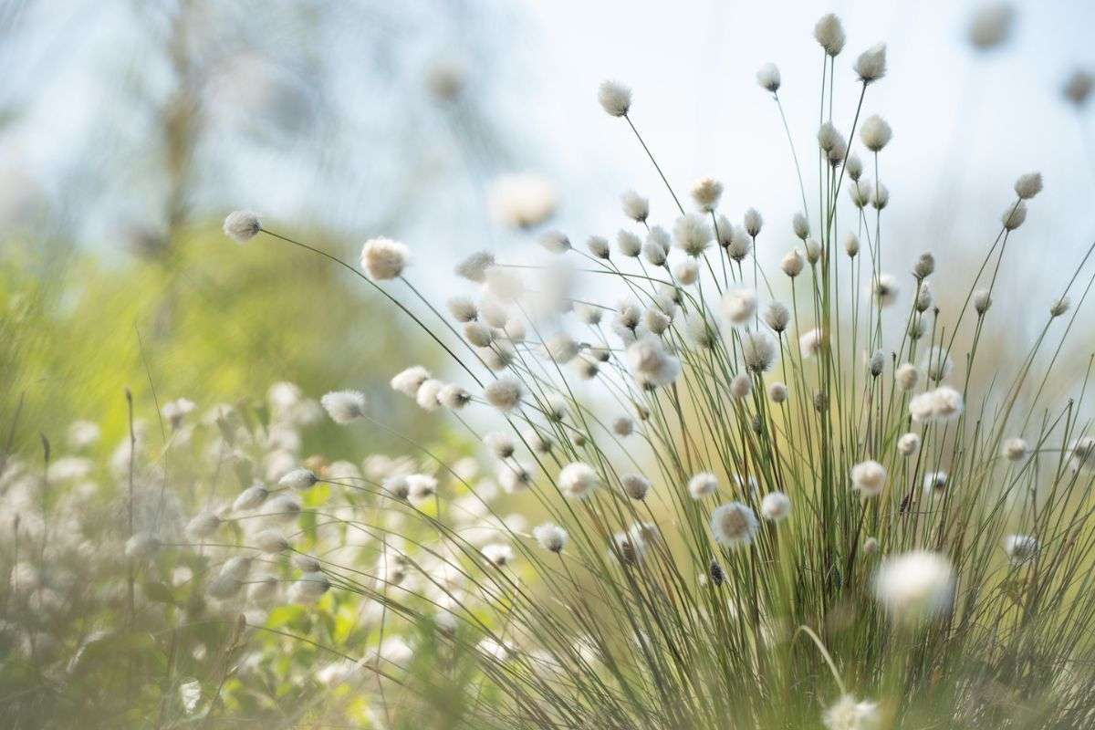 Wollgras (Eriophorum sp.) im Hochmoor, (c) Tanja Riedel/NABU-naturgucker.de