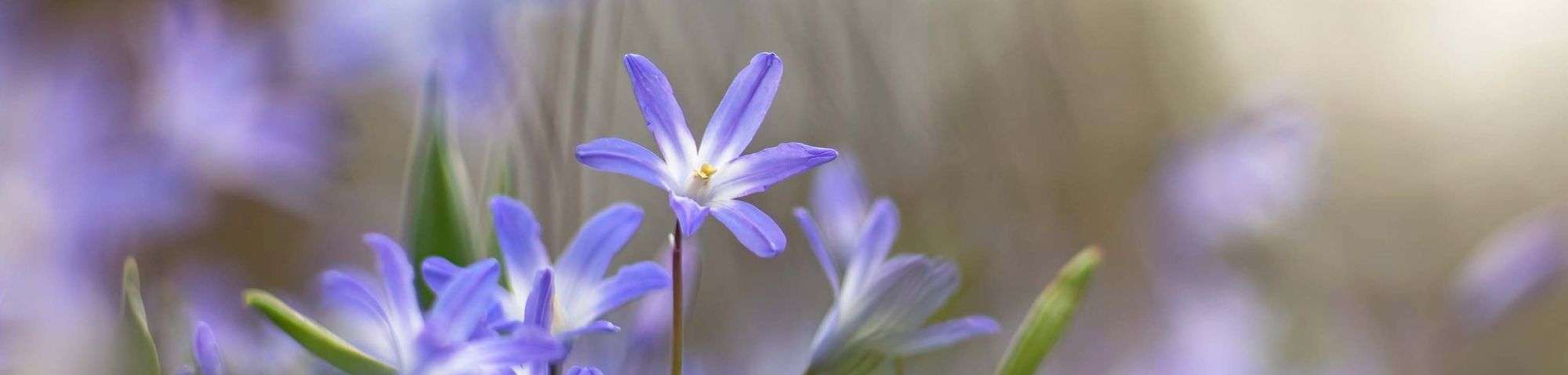 Blaustern (Scilla sp.), (c) Susanne Großnick/NABU-naturgucker.de